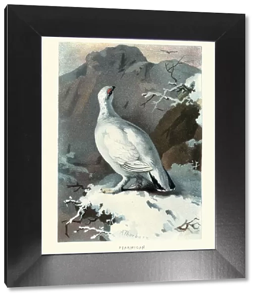 Natural history, Birds, Ptarmigan, Lagopus