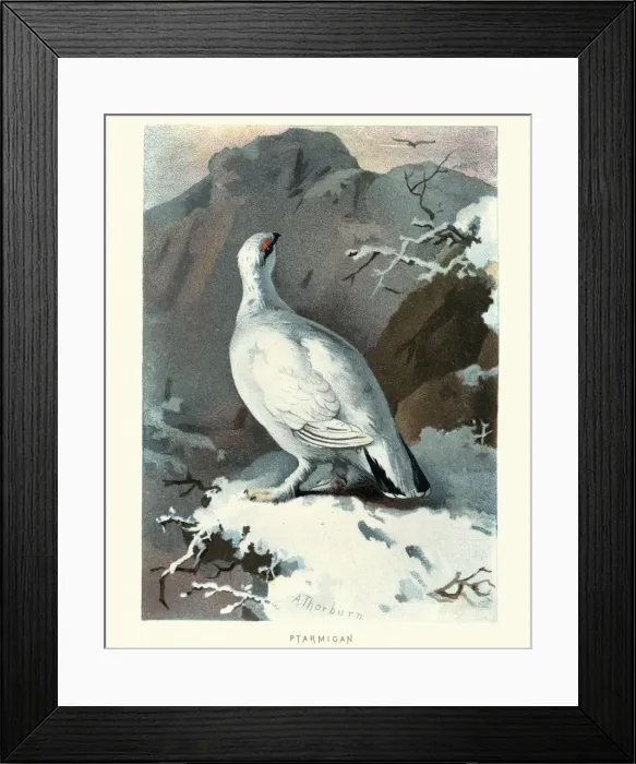 Framed Print : Natural history, Birds, Ptarmigan, Lagopus Framed Print : Natural history, Birds, Ptarmigan, Lagopus