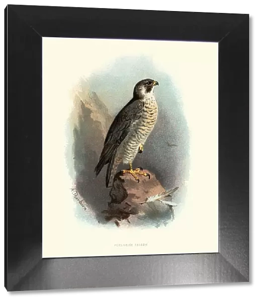 Natural history, Birds, peregrine falcon (Falco peregrinus)