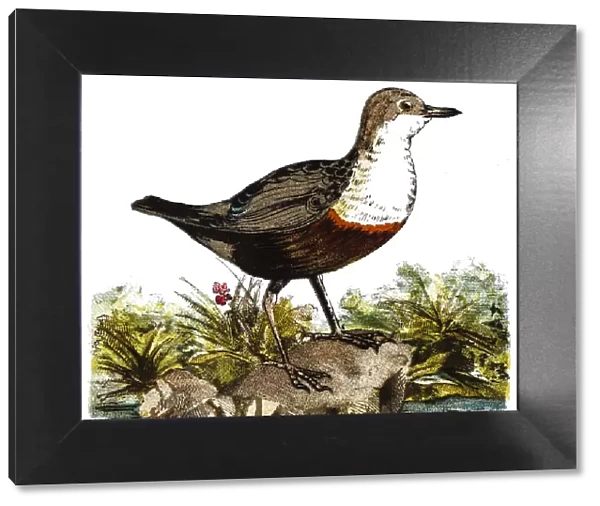 The white-throated dipper (Cinclus cinclus), also known as the European dipper or just dipper