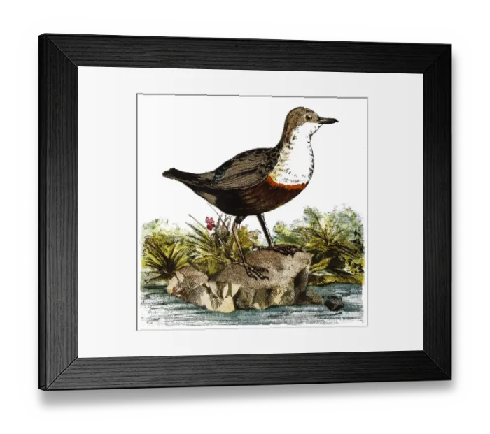 Framed Print : The white-throated dipper (Cinclus cinclus), also known as the European dipper or just dipper Framed Print : The white-throated dipper (Cinclus cinclus), also known as the European dipper or just dipper