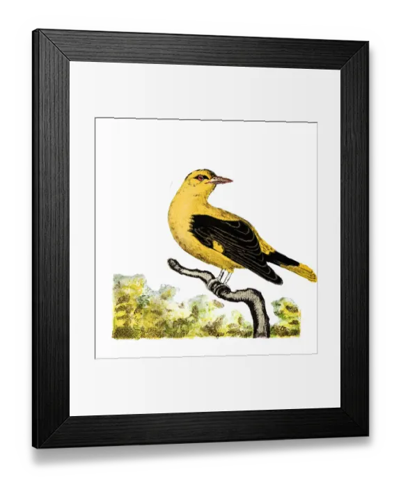 Framed Print : Golden oriole (Oriolus oriolus) Framed Print : Golden oriole (Oriolus oriolus)