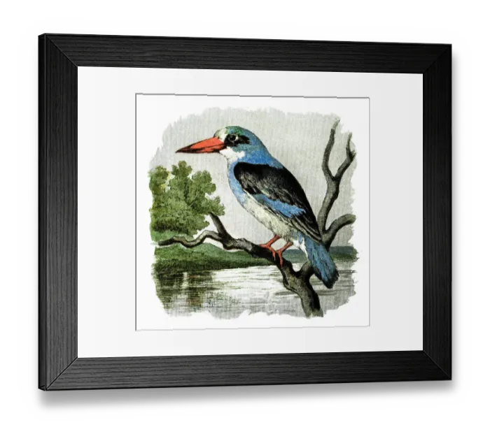 Framed Print : Kingfisher Framed Print : Kingfisher