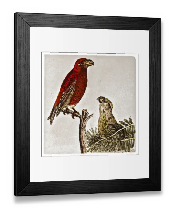 Framed Print : The parrot crossbill (Loxia pytyopsittacus) Framed Print : The parrot crossbill (Loxia pytyopsittacus)