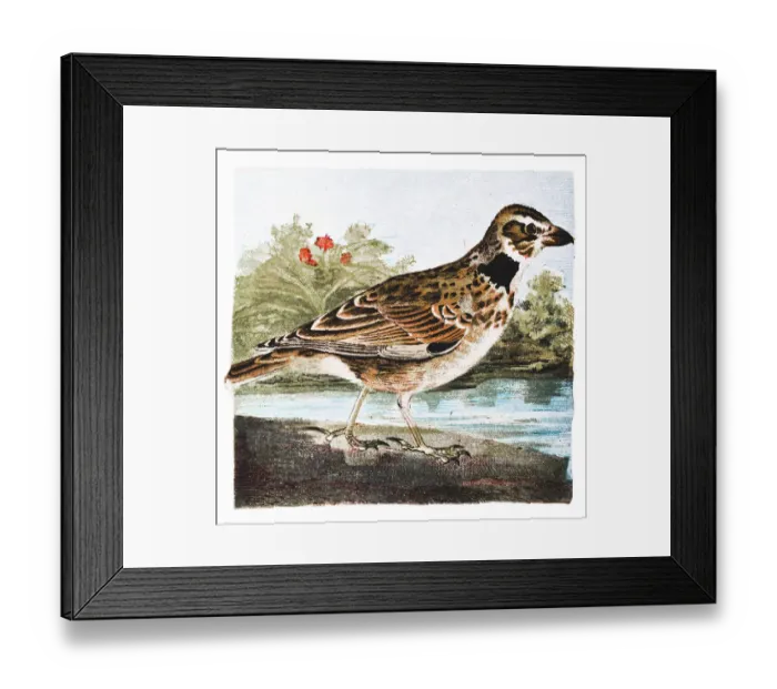 Framed Print : Lark bird. Illustration of a Lark bird Framed Print : Lark bird. Illustration of a Lark bird