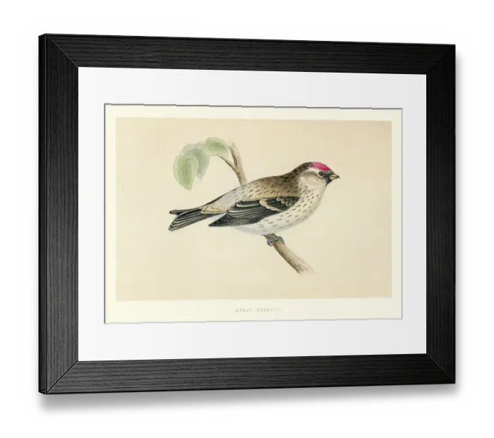 Framed Print : Natural History - Birds - Mealy redpoll