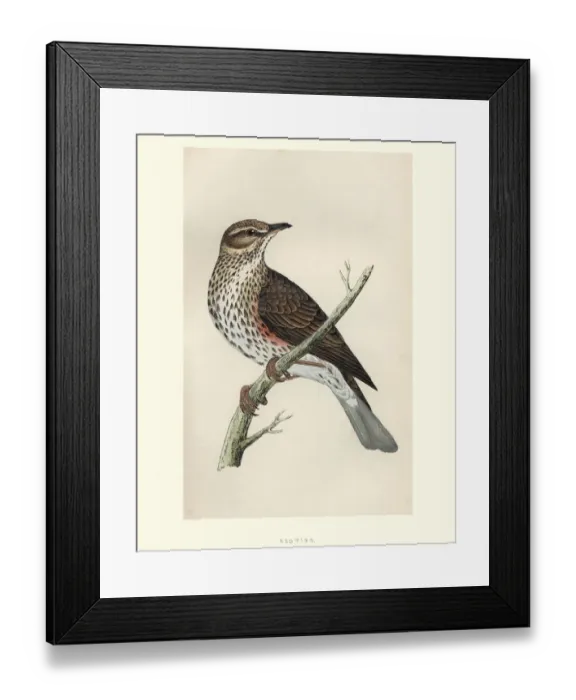 Framed Print : Natural History, Birds, Redwing (Turdus iliacus) Framed Print : Natural History, Birds, Redwing (Turdus iliacus)