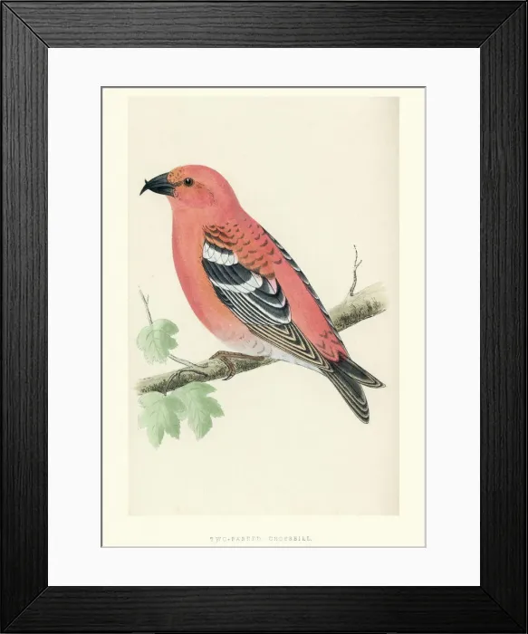 Framed Print : Natural History - Birds - Two-barred crossbill