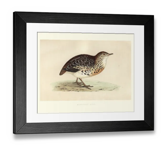 Framed Print : Natural history, Birds, Andalusian hemipode (Turnix sylvatica) Framed Print : Natural history, Birds, Andalusian hemipode (Turnix sylvatica)