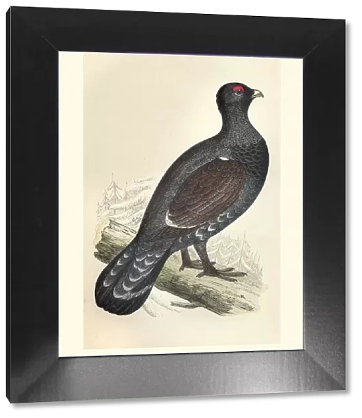Natural history, Birds, Western capercaillie (Tetrao urogallus)