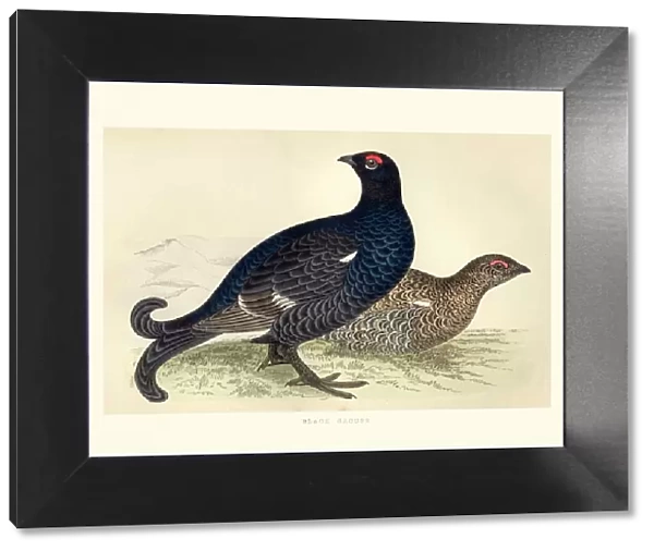 Natural history, Birds, Black grouse (Tetrao tetrix)