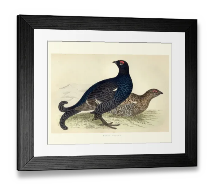 Framed Print : Natural history, Birds, Black grouse (Tetrao tetrix)