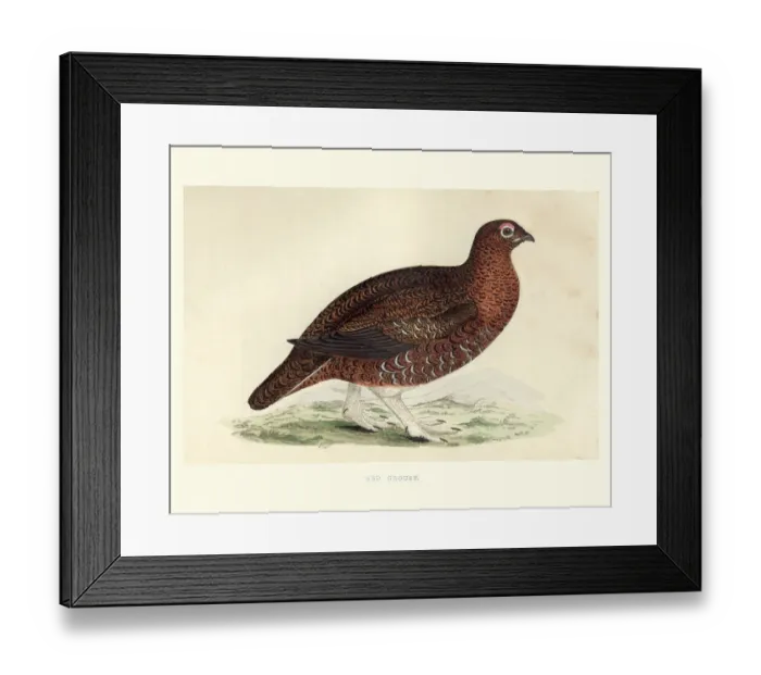 Framed Print : Natural history, red grouse, Lagopus lagopus scotica Framed Print : Natural history, red grouse, Lagopus lagopus scotica