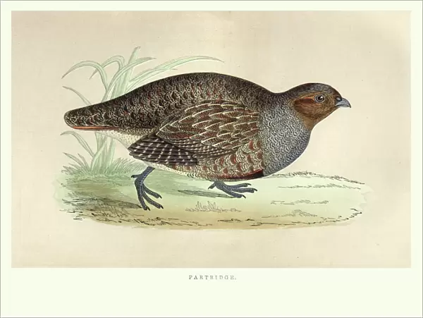 Natural history, Birds, grey partridge (Perdix perdix)