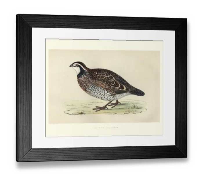 Framed Print : Natural history, Birds, Virginian Partridge Framed Print : Natural history, Birds, Virginian Partridge