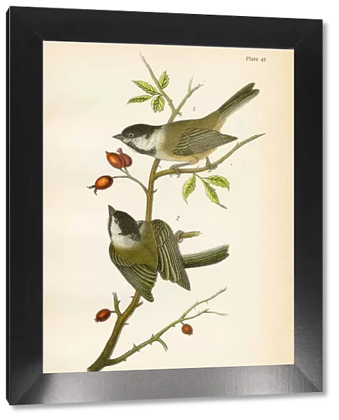 Blackcap titmouse bird lithograph 1890