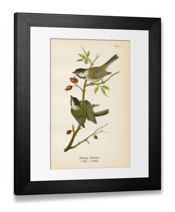 Framed Print : Blackcap titmouse bird lithograph 1890 Framed Print : Blackcap titmouse bird lithograph 1890