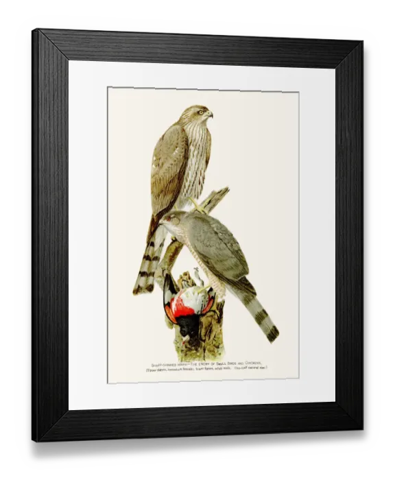 Framed Print : Sharp shinned hawk birds lithograph 1897 Framed Print : Sharp shinned hawk birds lithograph 1897