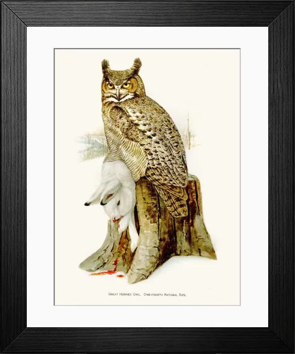 Framed Print : Great horned owl birds lithograph 1897 Framed Print : Great horned owl birds lithograph 1897