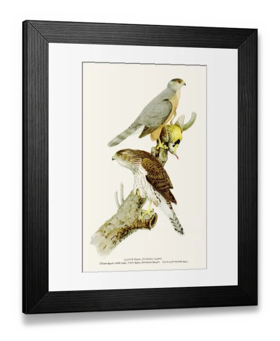 Framed Print : Cooper hawk birds lithograph 1897 Framed Print : Cooper hawk birds lithograph 1897