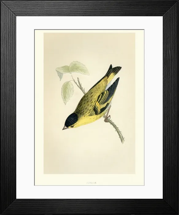 Framed Print : Natural History - Birds - Eurasian siskin Framed Print : Natural History - Birds - Eurasian siskin