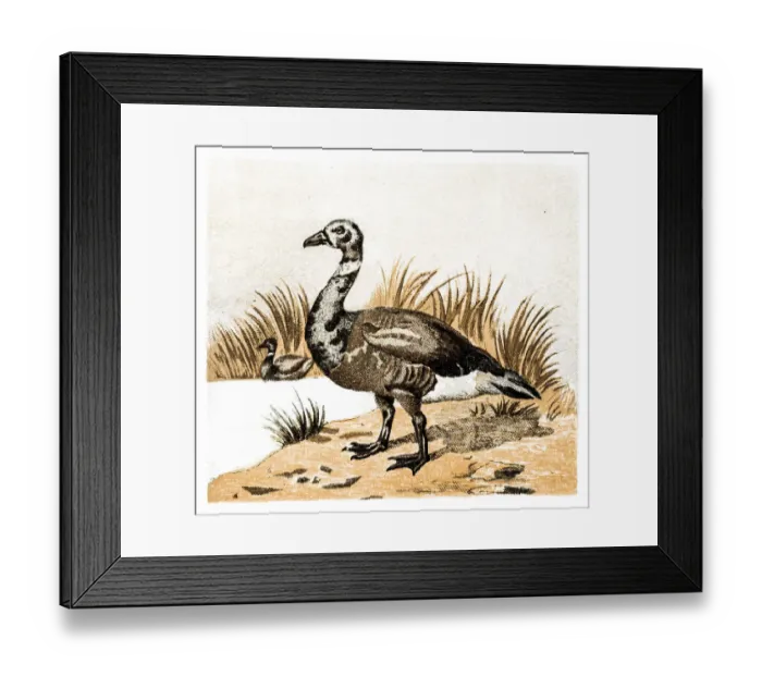 Framed Print : Brent Goose (Branta bernicla) Framed Print : Brent Goose (Branta bernicla)