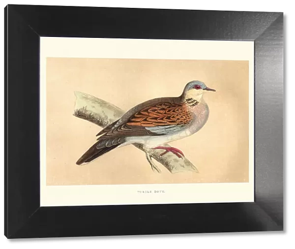 Natural history, Birds, European turtle dove (Streptopelia turtur)