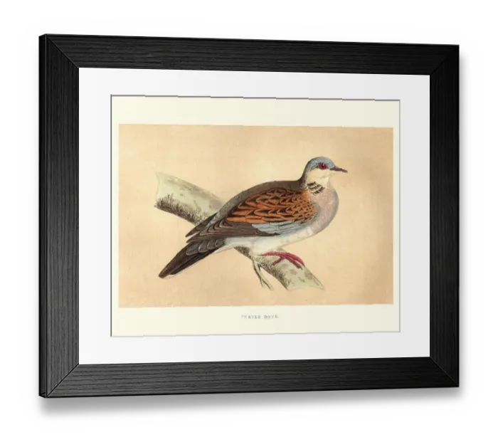 Framed Print : Natural history, Birds, European turtle dove (Streptopelia turtur) Framed Print : Natural history, Birds, European turtle dove (Streptopelia turtur)