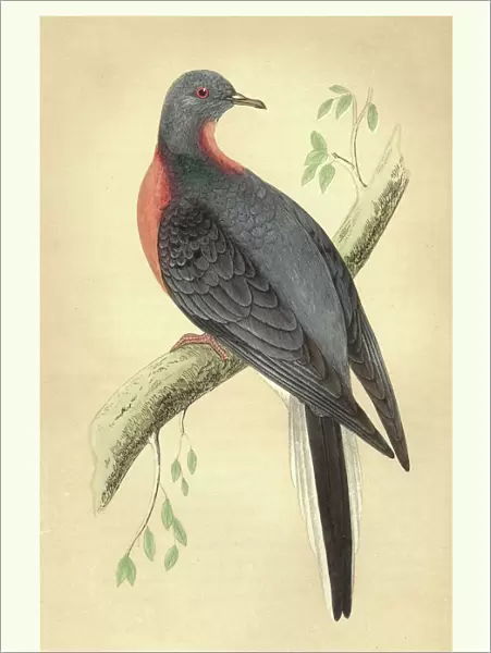 Natural history, Birds, Passenger pigeon (Ectopistes migratorius)