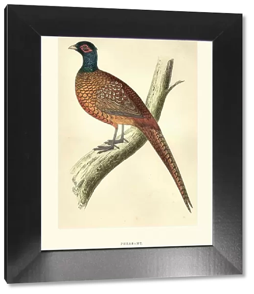 Natural history, Birds, Common pheasant (Phasianus colchicus)