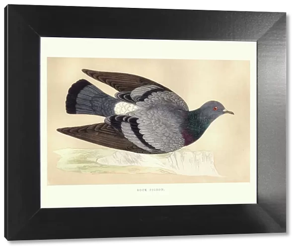 Natural history, Birds, Rock dove (Columba livia)