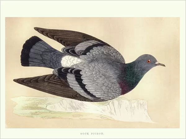 Natural history, Birds, Rock dove (Columba livia)