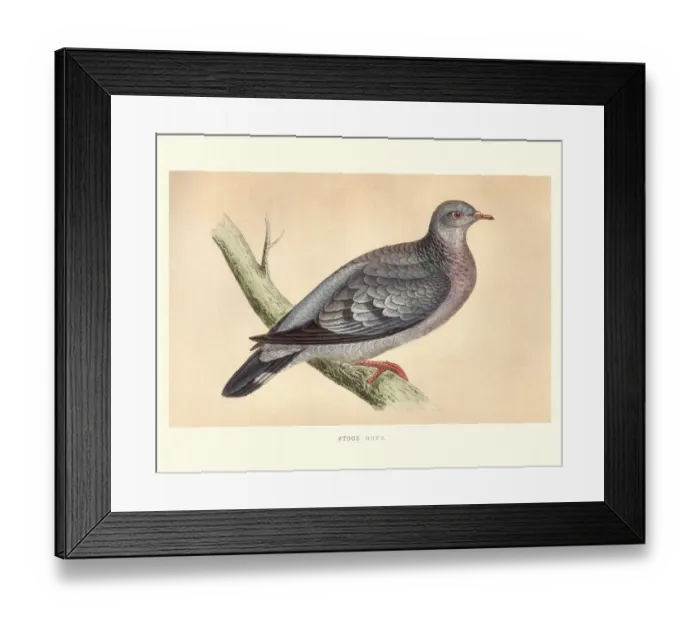 Framed Print : Natural history, Birds, stock dove (Columba oenas) Framed Print : Natural history, Birds, stock dove (Columba oenas)