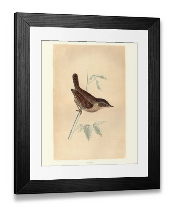 Framed Print : Natural history, Birds, Eurasian wren (Troglodytes troglodytes) Framed Print : Natural history, Birds, Eurasian wren (Troglodytes troglodytes)