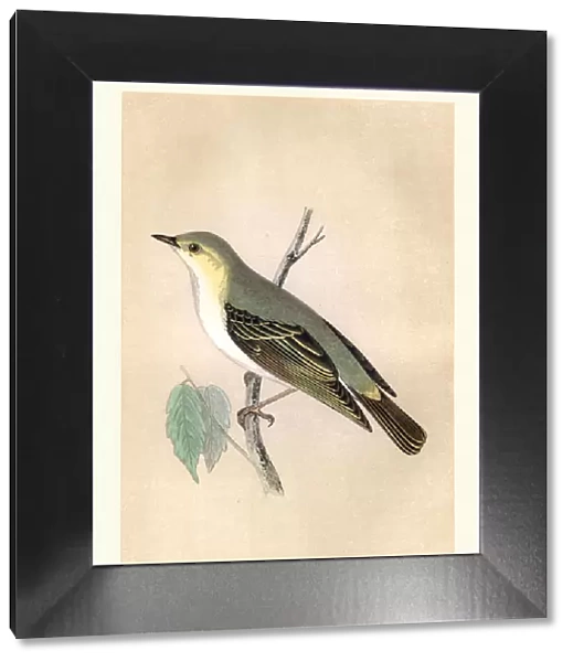 Natural history, Birds, Wood warbler (Phylloscopus sibilatrix)