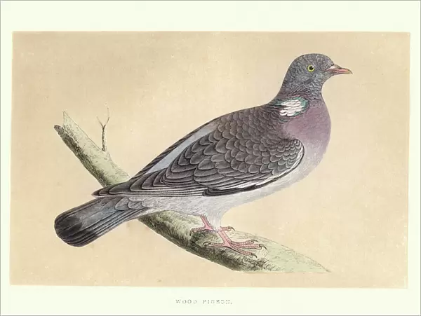 Natural history, Birds, common wood pigeon (Columba palumbus)