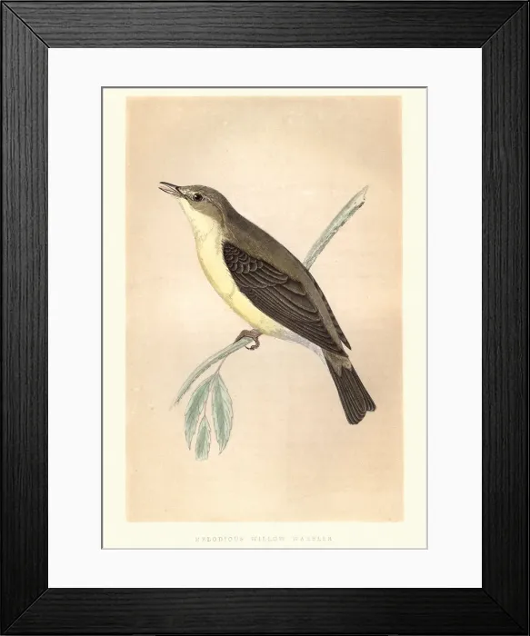 Framed Print : Natural history, Birds, Melodious warbler (Hippolais polyglotta) Framed Print : Natural history, Birds, Melodious warbler (Hippolais polyglotta)