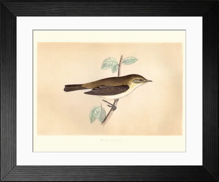 Framed Print : Natural history, Birds, Common chiffchaff (Phylloscopus collybita) Framed Print : Natural history, Birds, Common chiffchaff (Phylloscopus collybita)