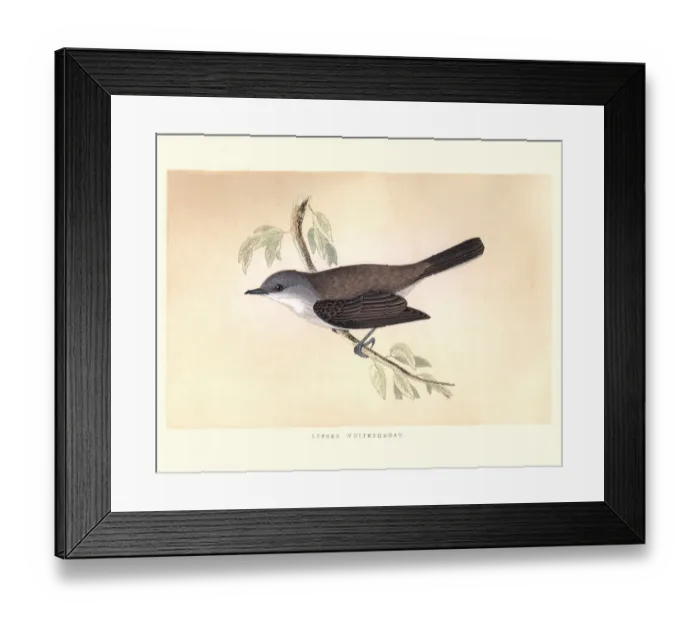 Framed Print : Natural history, Birds, Lesser whitethroat (Sylvia curruca) Framed Print : Natural history, Birds, Lesser whitethroat (Sylvia curruca)