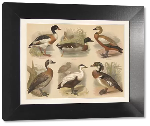 Ducks, lithograph, published in 1897