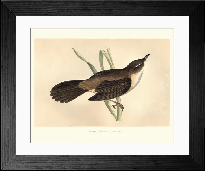 Framed Print : Natural History, Birds, Great sedge warbler Framed Print : Natural History, Birds, Great sedge warbler