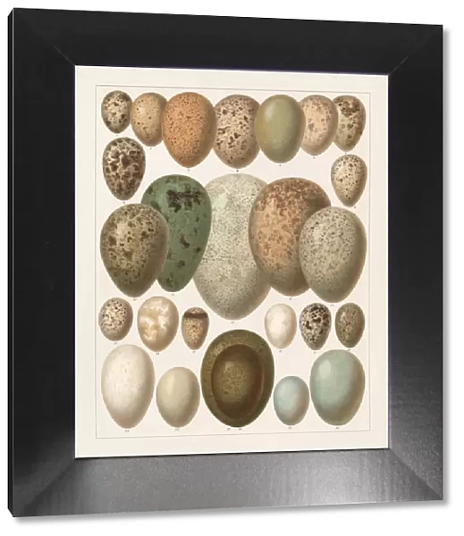 Eggs of European birds, lithograph, published in 1897