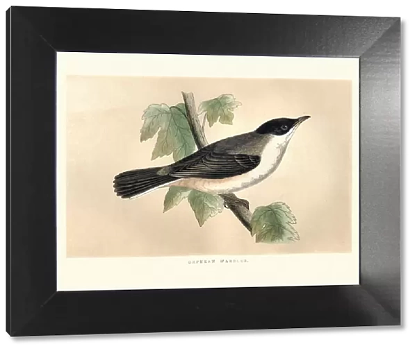 Natural History, Birds, Orphean warbler