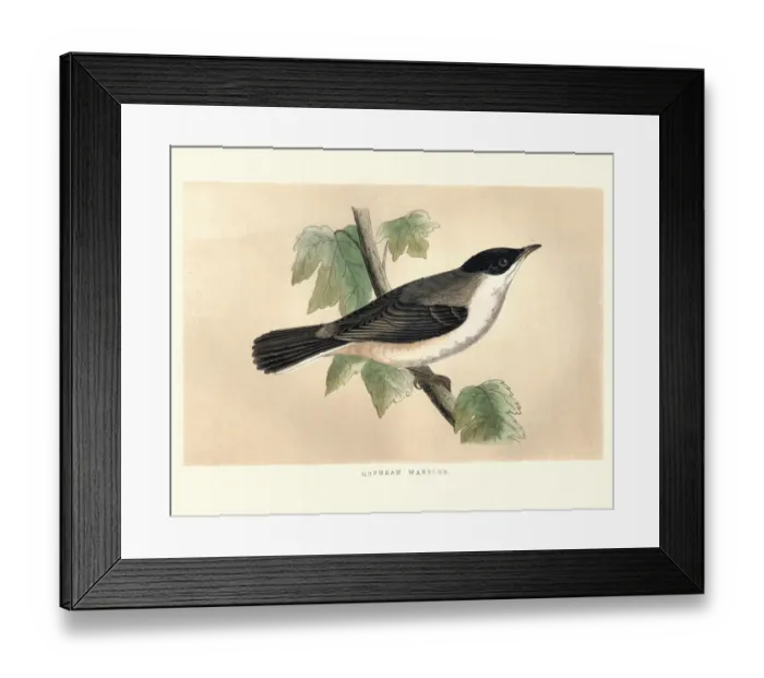 Framed Print : Natural History, Birds, Orphean warbler Framed Print : Natural History, Birds, Orphean warbler