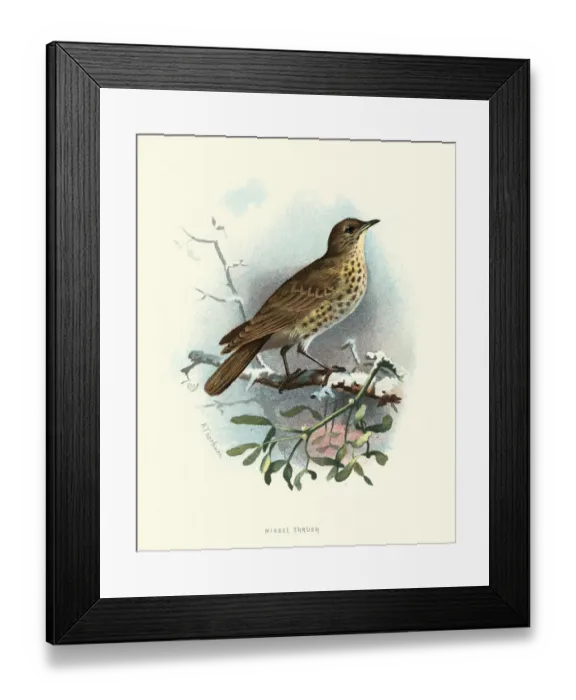 Framed Print : Natural history, Birds, Mistle thrush Framed Print : Natural history, Birds, Mistle thrush