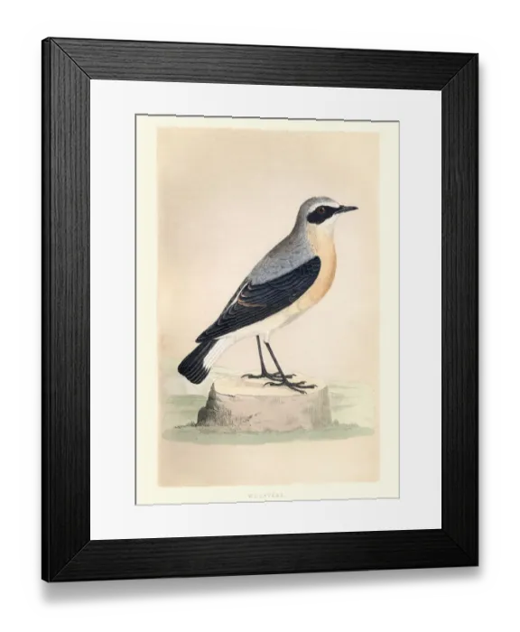 Framed Print : Natural History, Birds, Wheatear Framed Print : Natural History, Birds, Wheatear