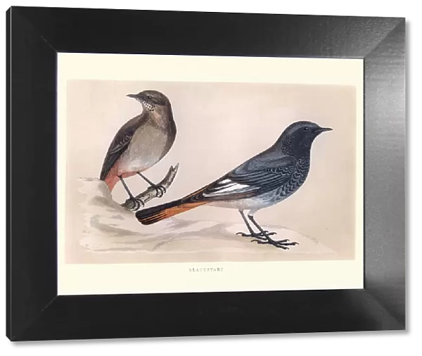 Natural History, Birds, Blackstart