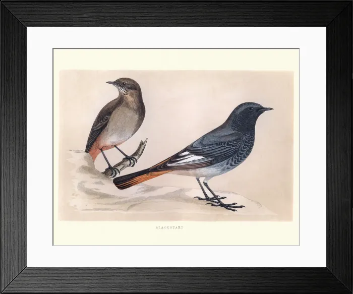 Framed Print : Natural History, Birds, Blackstart Framed Print : Natural History, Birds, Blackstart
