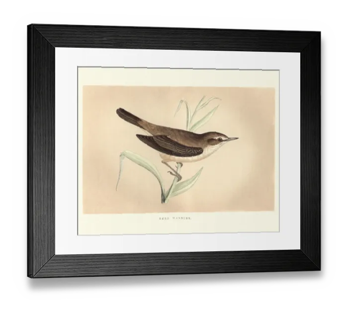 Framed Print : Natural History, Birds, Reed Warbler (Acrocephalus scirpaceus) Framed Print : Natural History, Birds, Reed Warbler (Acrocephalus scirpaceus)