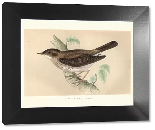 Natural History, Birds, Thrush nightingale (Luscinia luscinia)